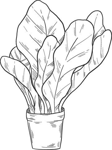 Salad  Coloring Page